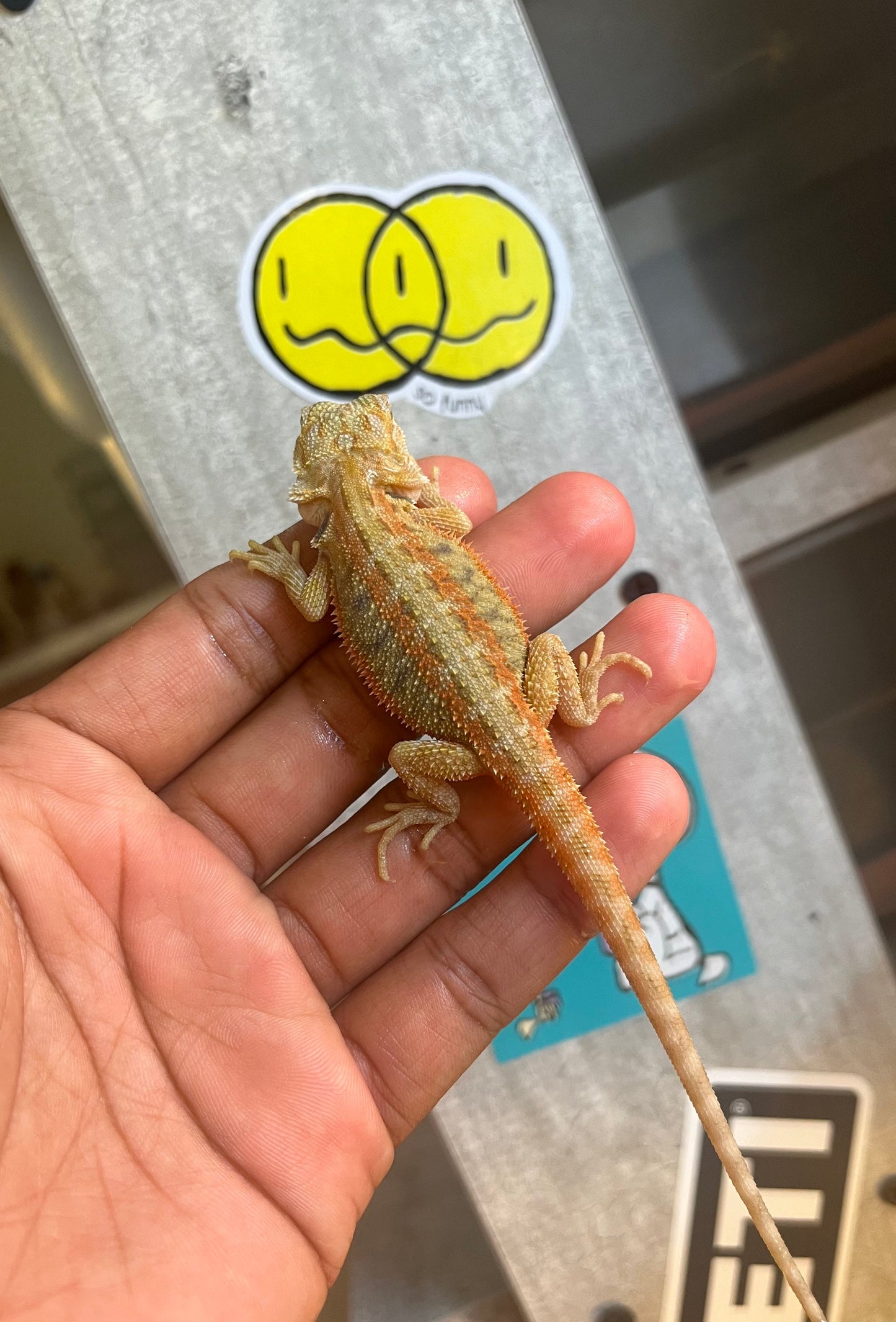 Pogona Red Hypo trans macho - alfareptiles